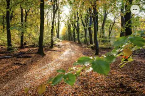Park Konijnenburg Villa Putten Ngoại thất bức ảnh